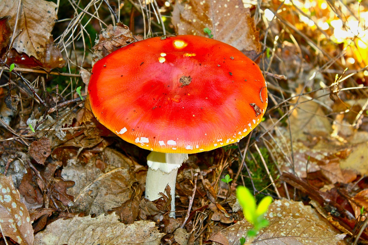 fly agaric toadstool fungus free photo