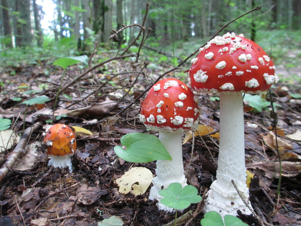 fly agaric mushroom forest free photo