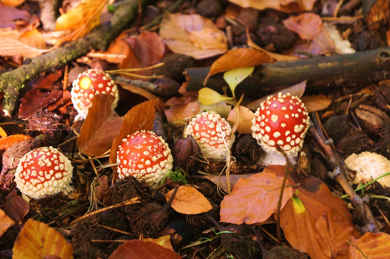 fly agaric forest toxic free photo