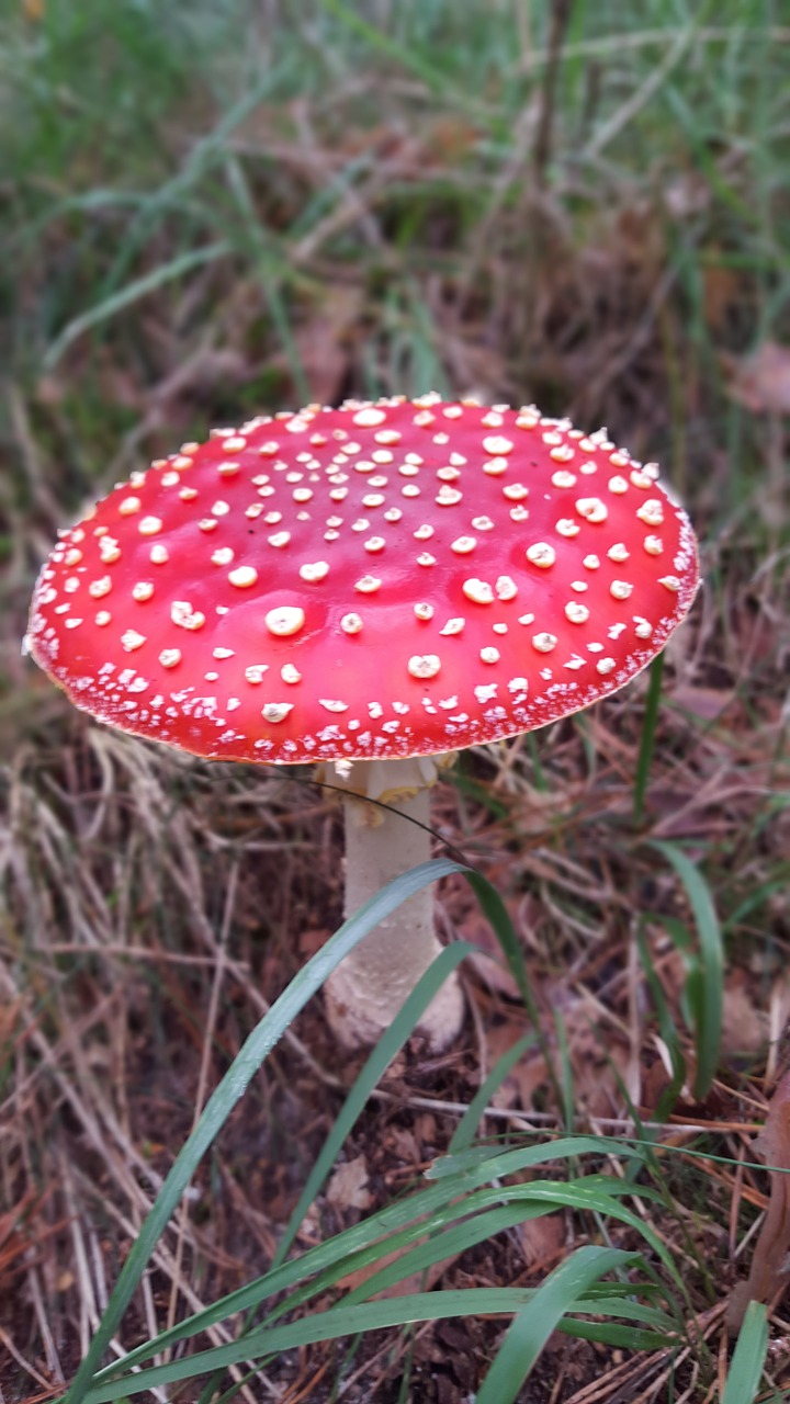 fly agaric autumn forest free photo