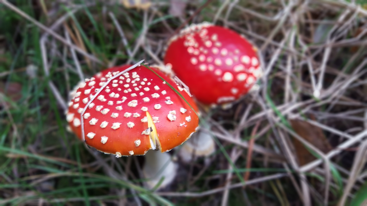 fly agaric nature w free photo