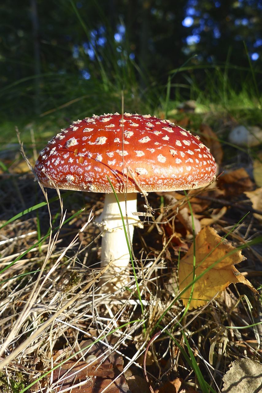 fly agaric mushroom red fly agaric mushroom free photo