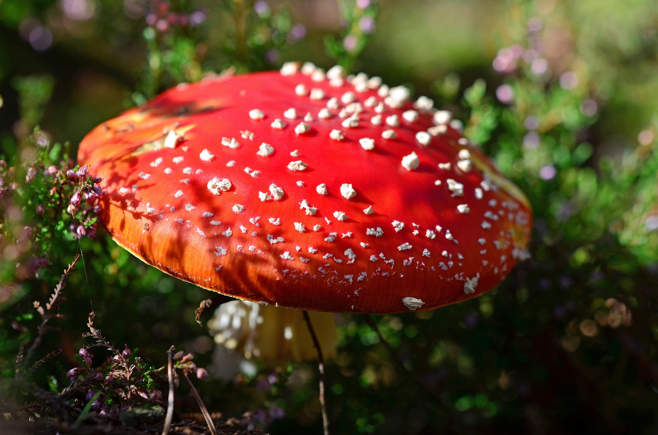 fly agaric mushroom red fly agaric mushroom free photo