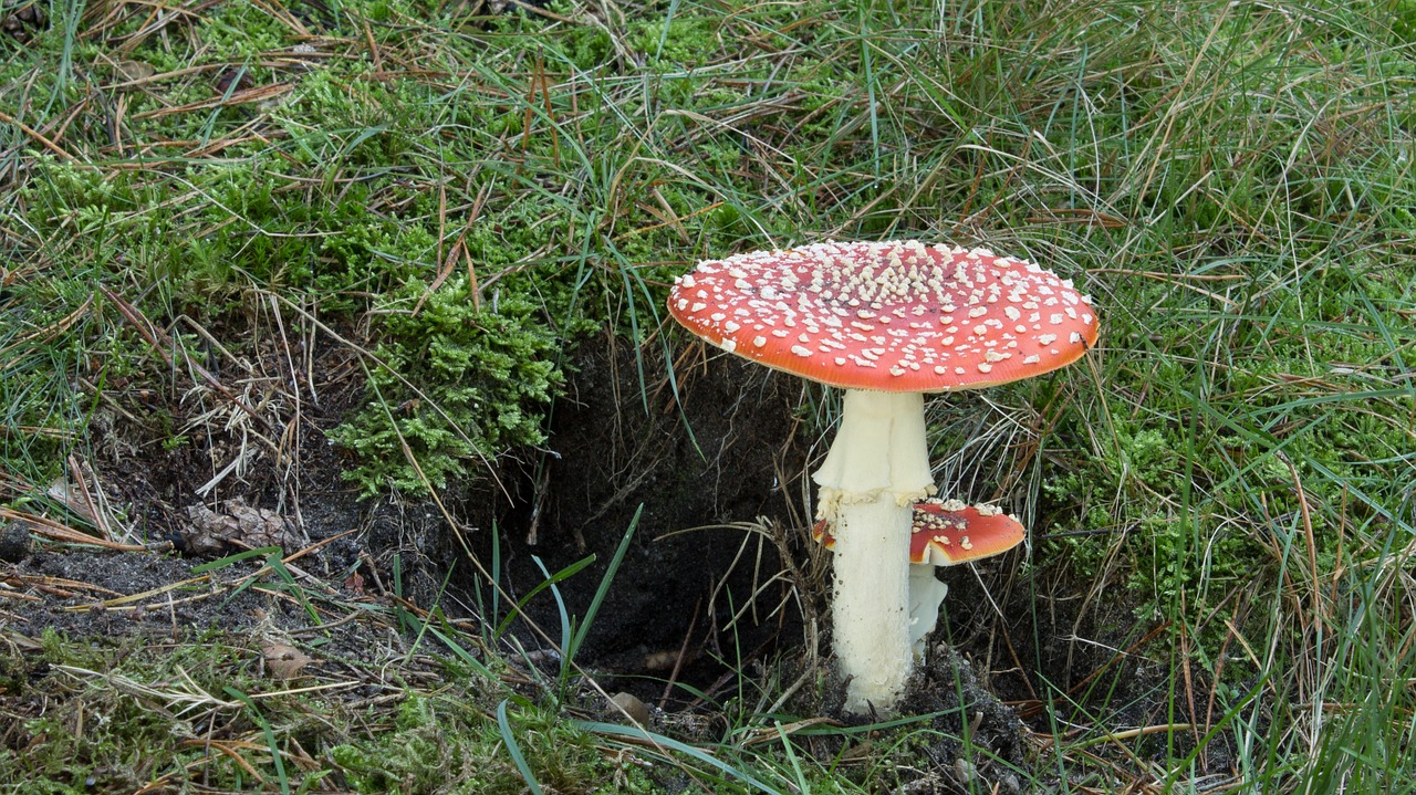 fly agaric mushroom autumn free photo