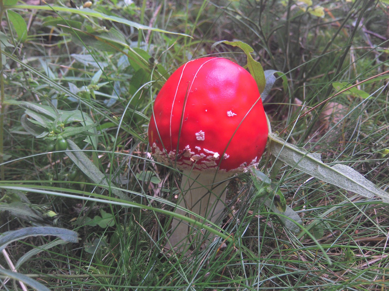 fly agaric poisonous mushroom lucky guy free photo