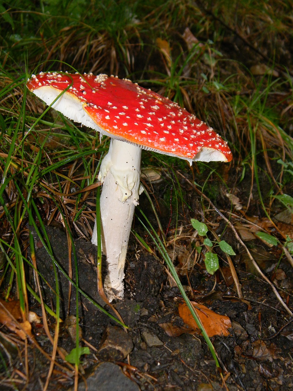 fly agaric red forest mushrooms free photo