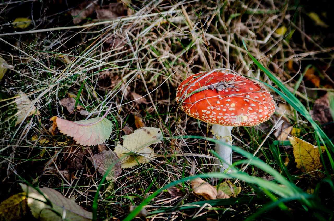 fly agaric red mushrooms mushroom free photo