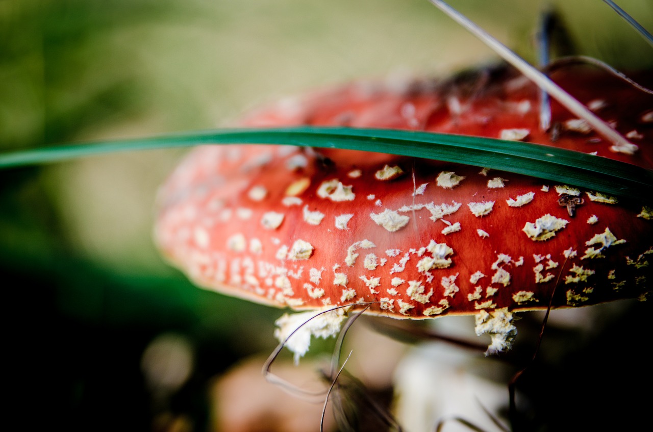 fly agaric red mushrooms mushroom free photo