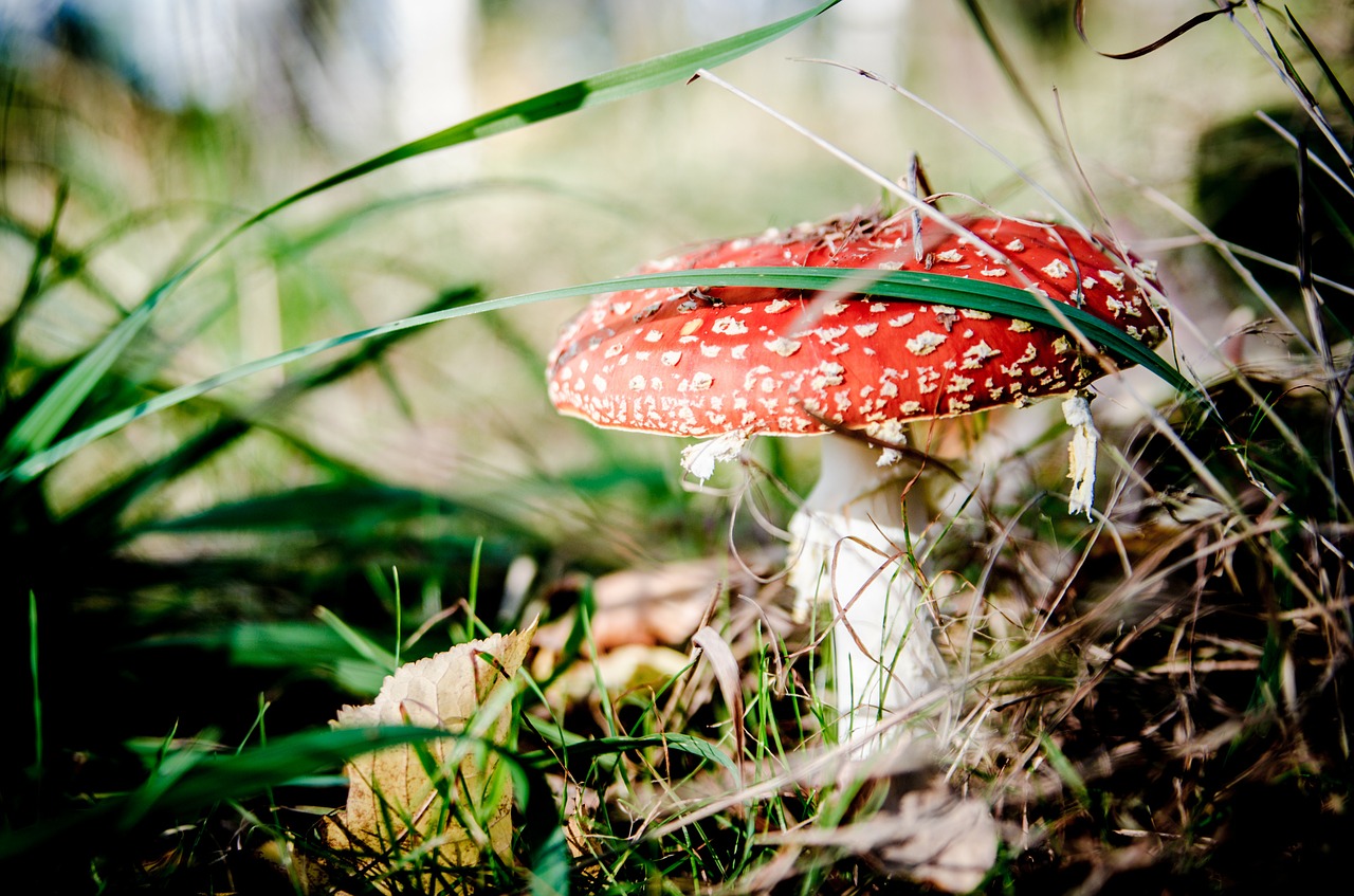 fly agaric red mushrooms mushroom free photo