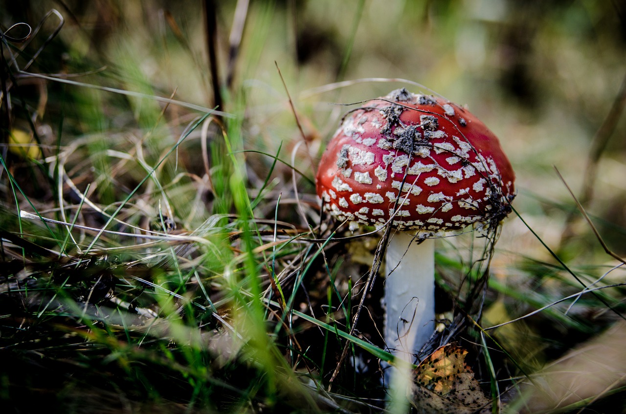 fly agaric red mushrooms mushroom free photo