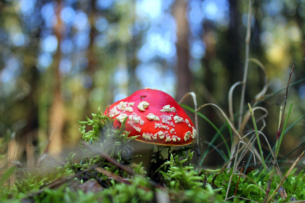 fly agaric red forest mushroom free photo