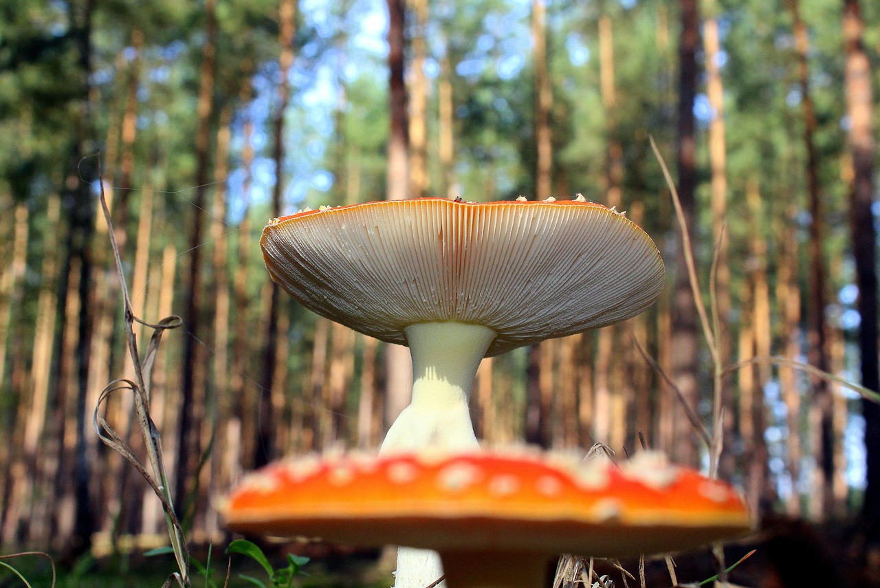 fly agaric red forest poisonous mushrooms free photo