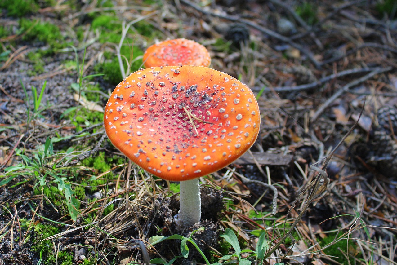 fly agaric red poisonous mushrooms forest free photo
