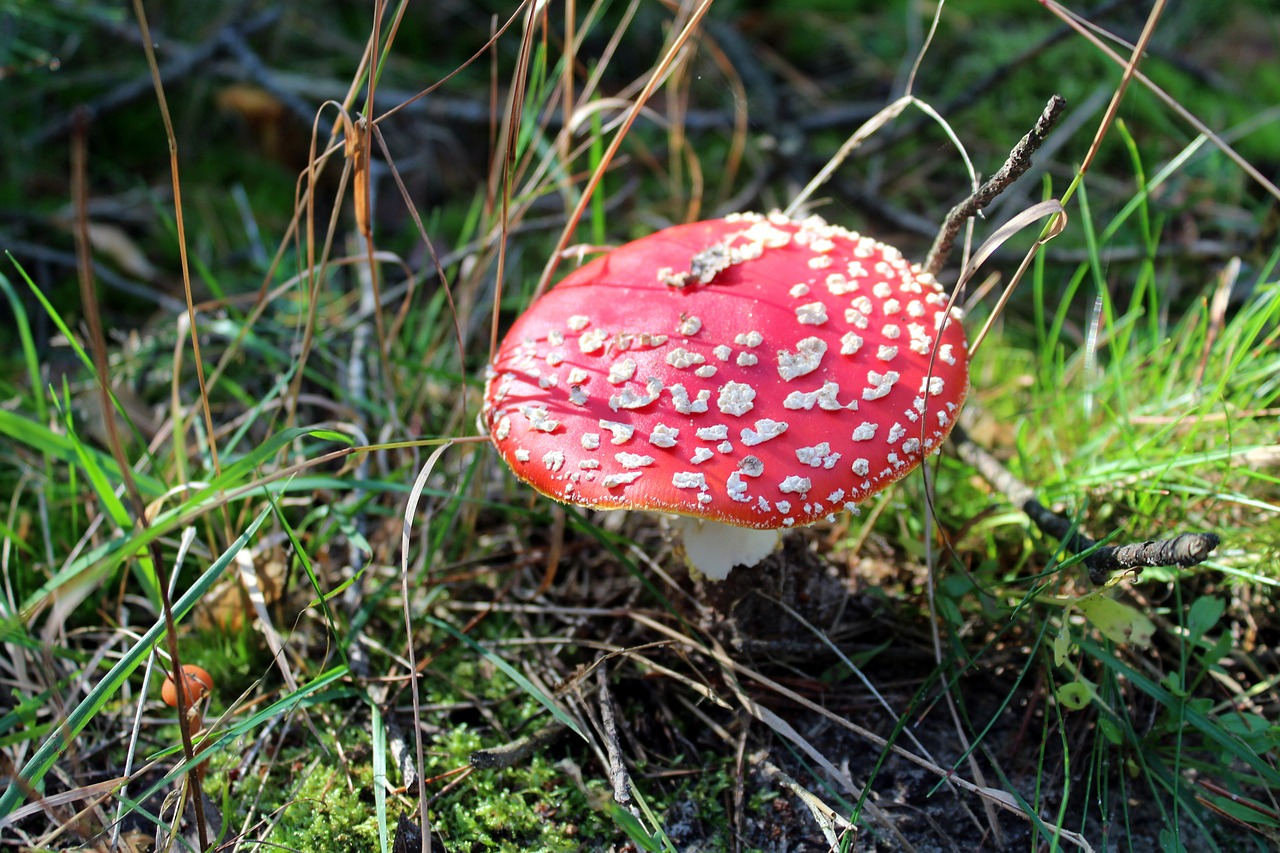 fly agaric red poisonous mushrooms autumn free photo