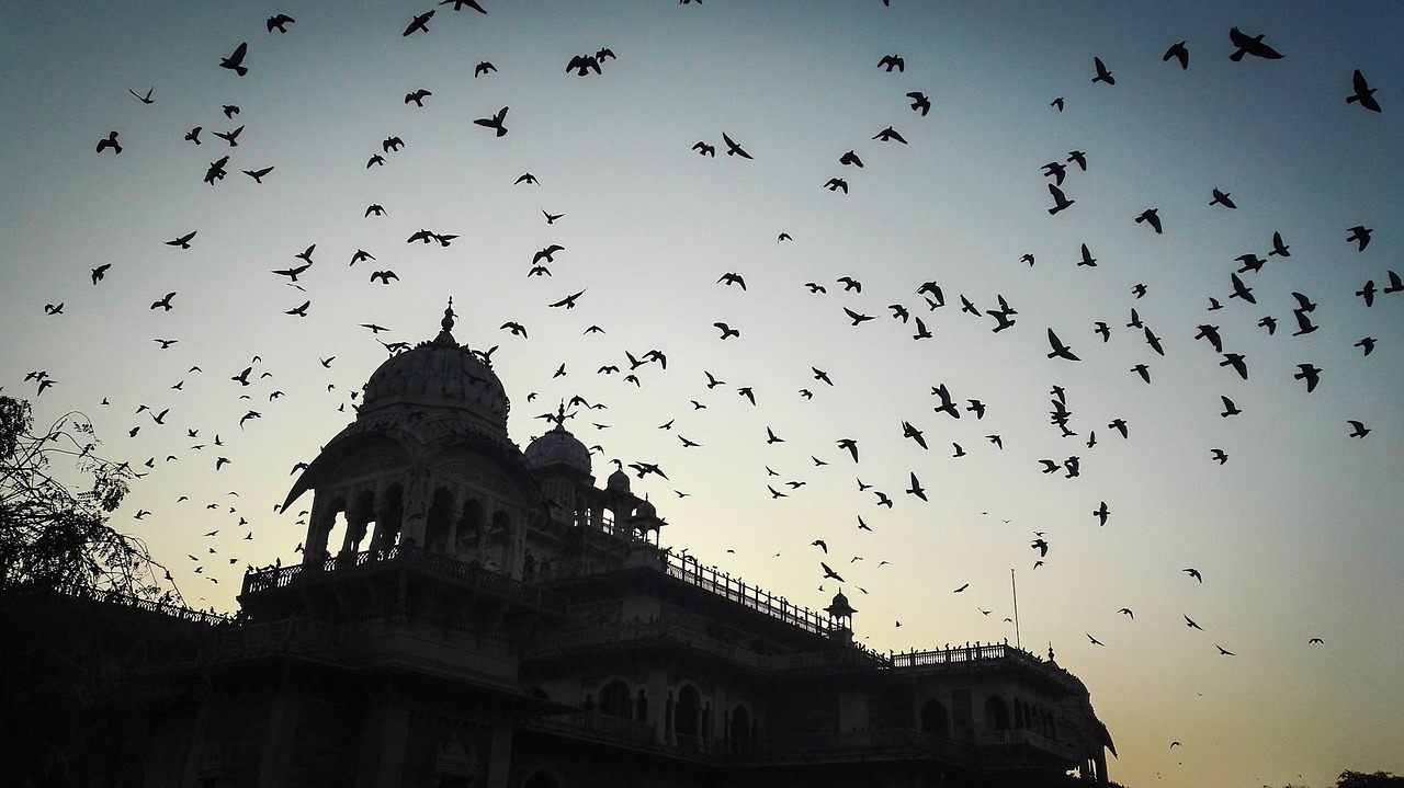 fly back home birds fly free photo