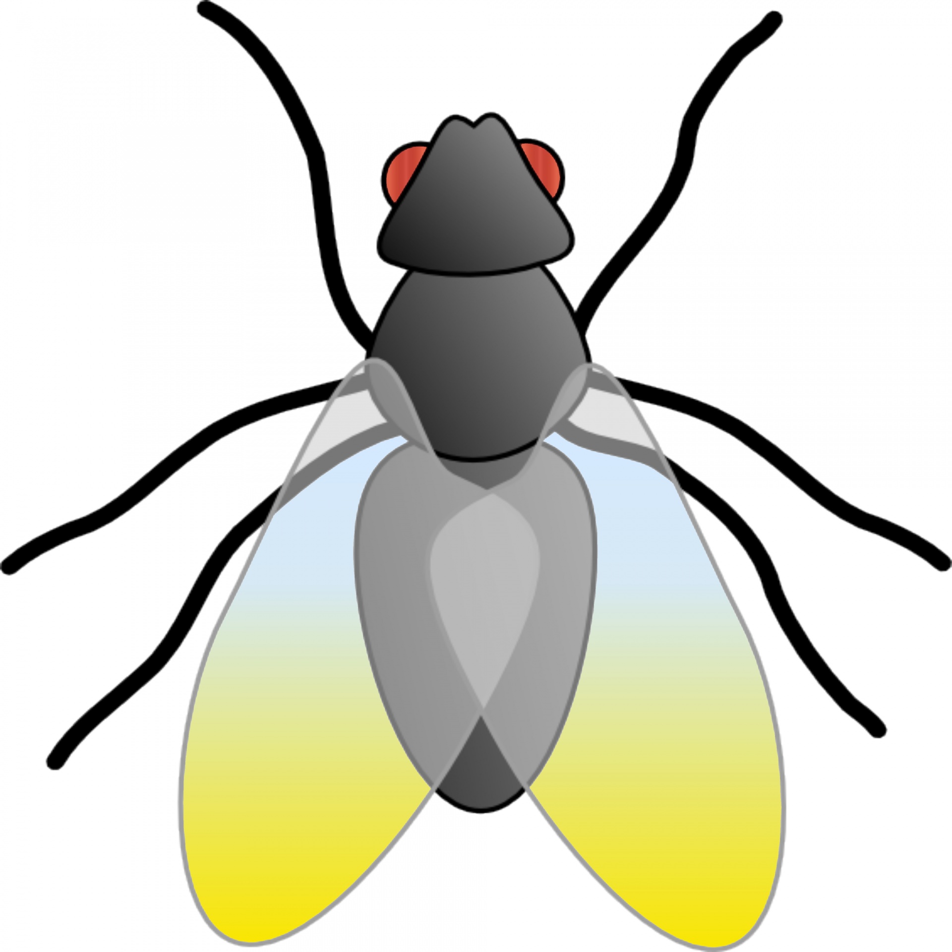 Drawing,fly,bug,insect,gradient - free image from 