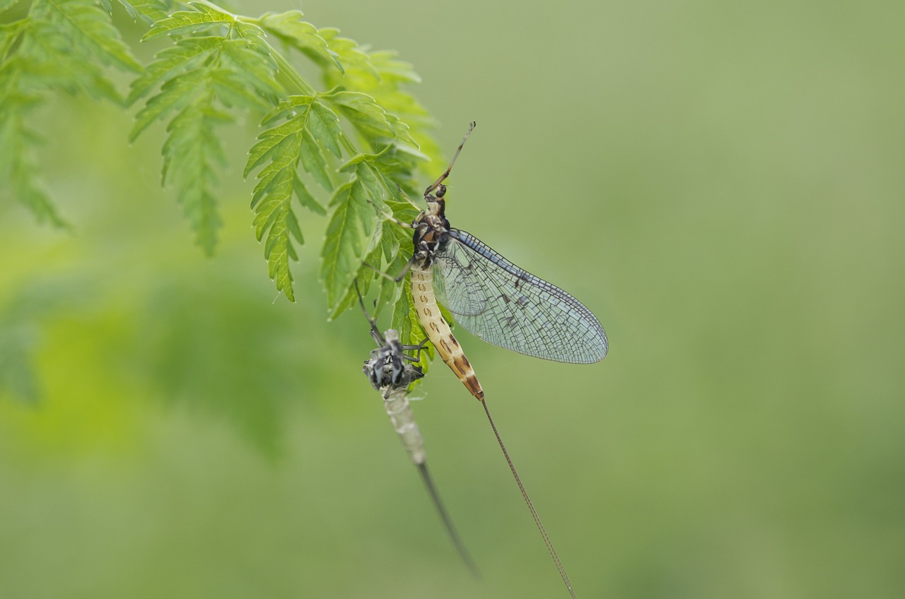 fly fishing natural bait free photo