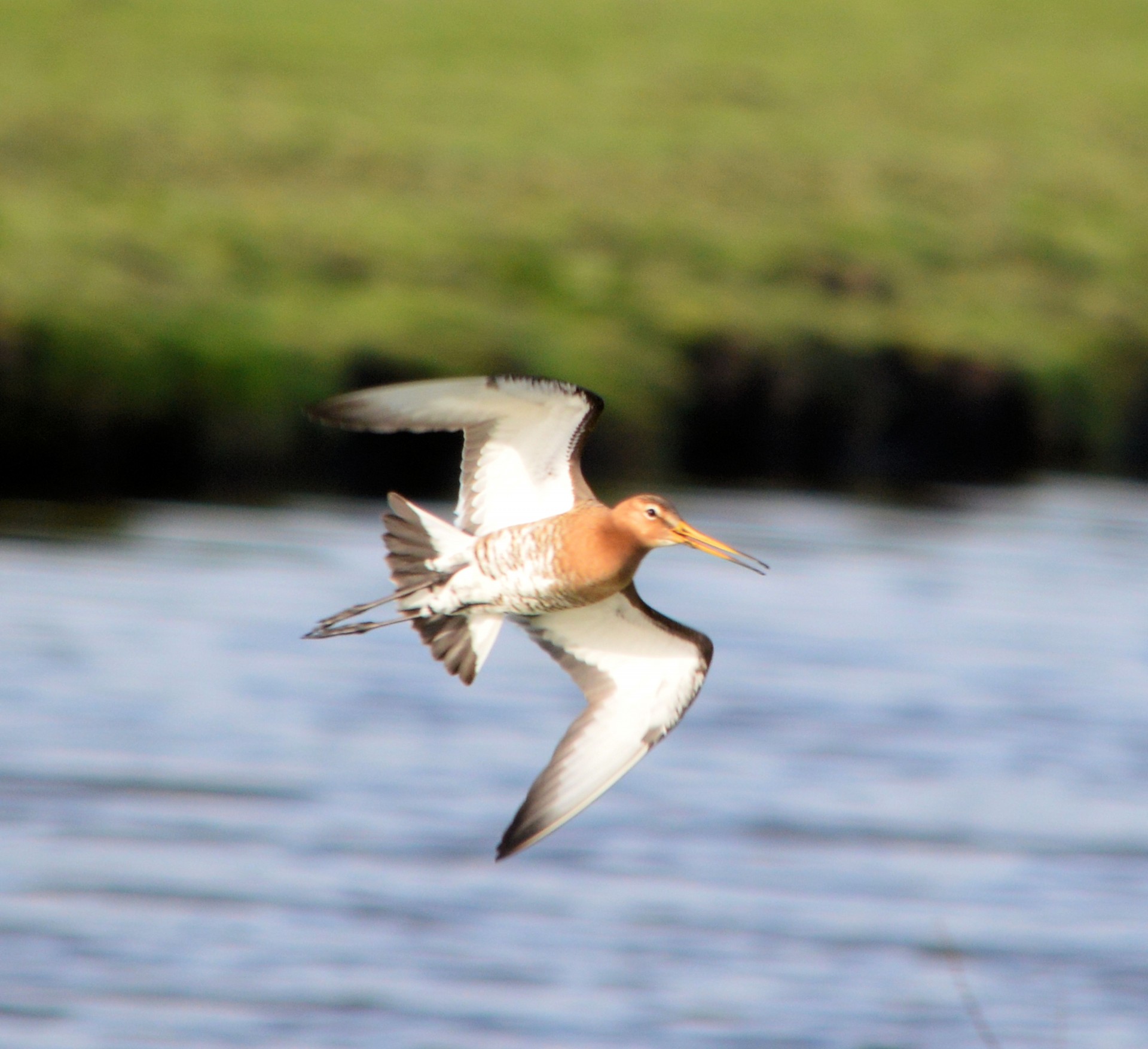 bird nature flying free photo