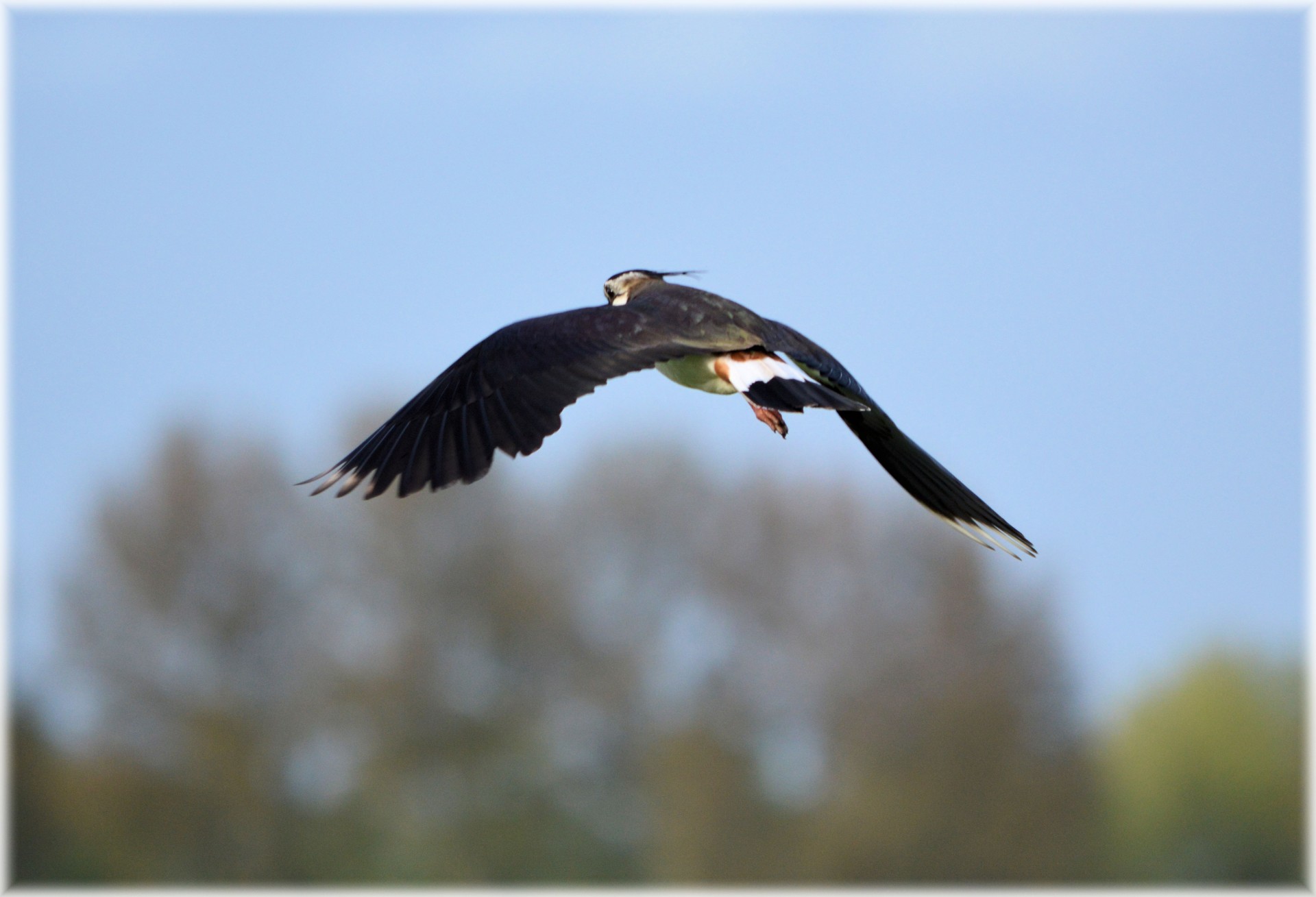 bird nature flight free photo