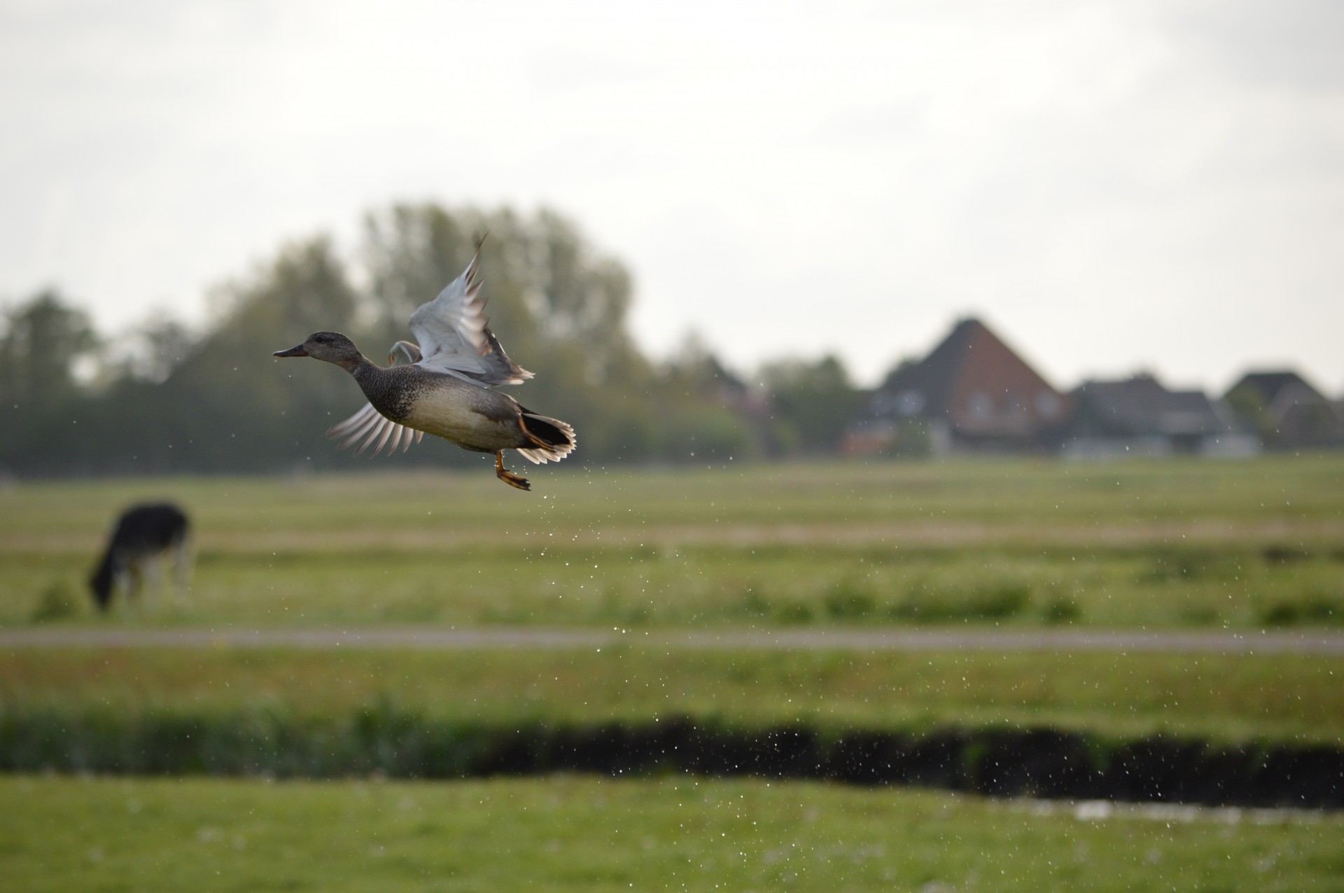 duck flying flight free photo