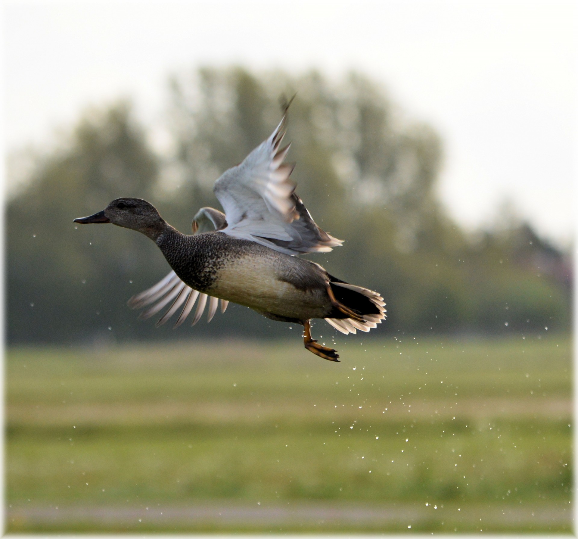 duck flying animal free photo