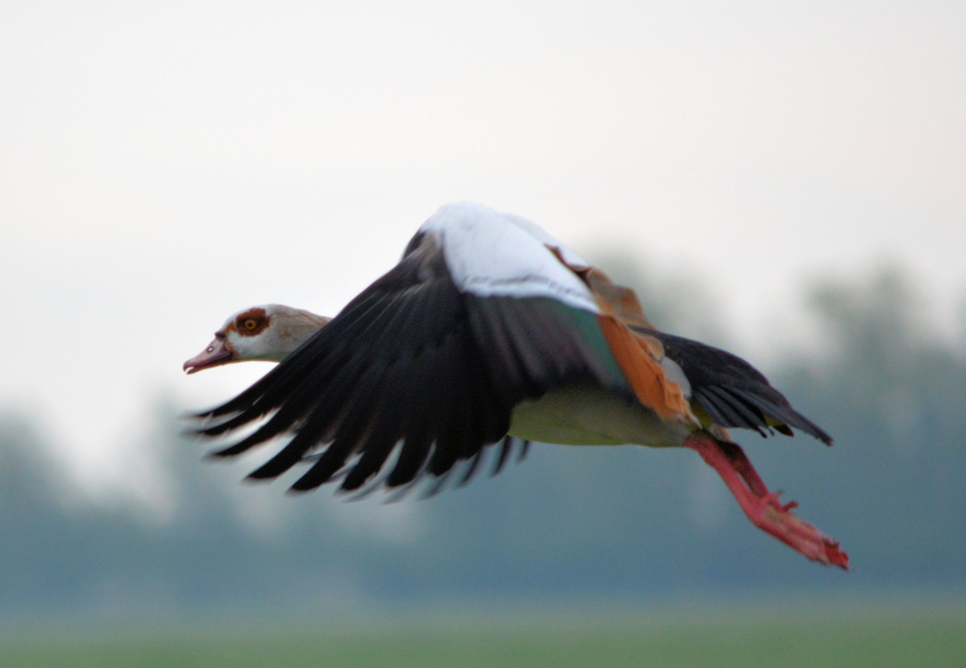 goose bird water free photo