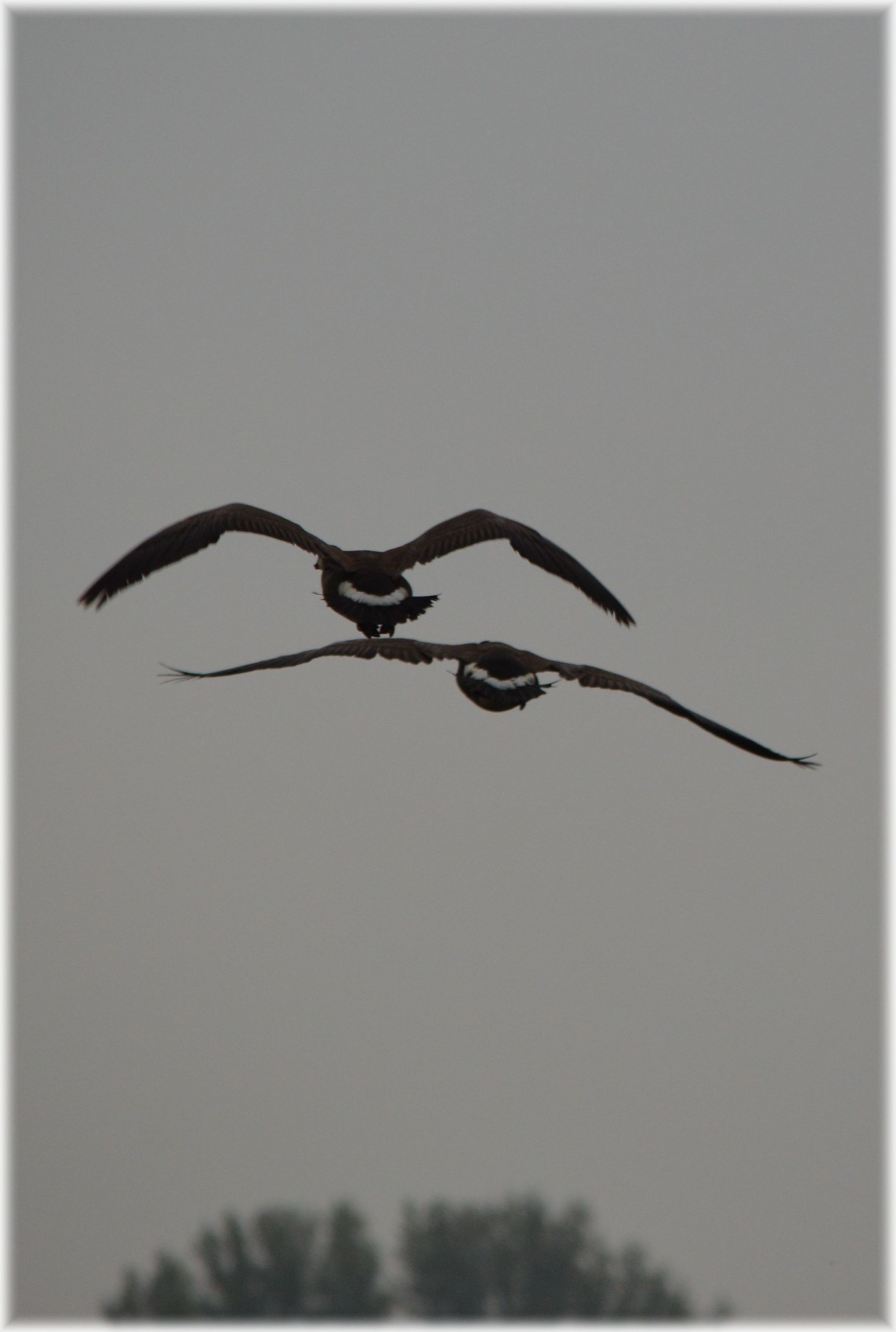 goose bird flying free photo