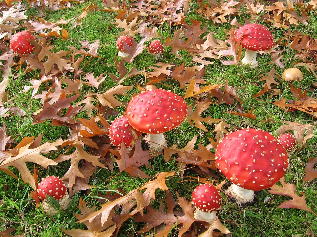 fly fungi nature leaves free photo