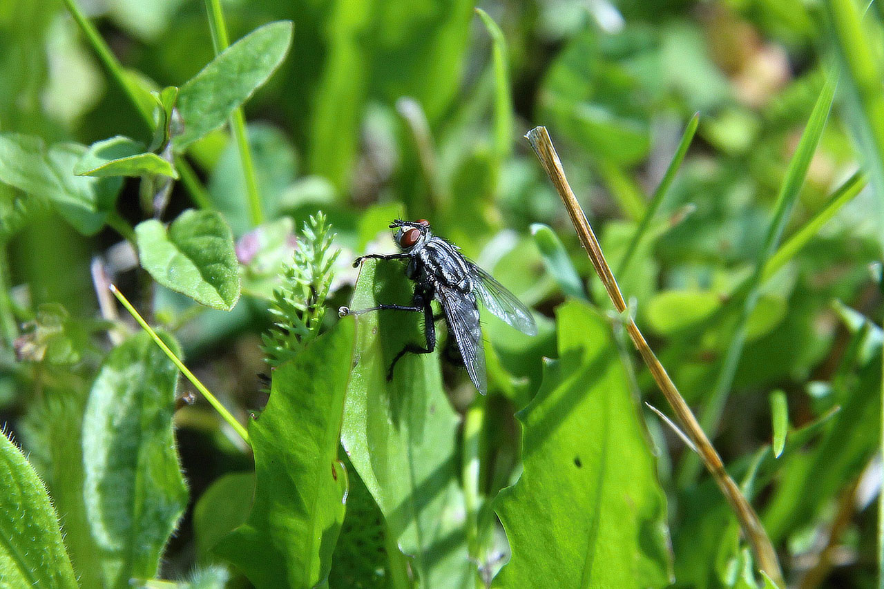 fly grass fly in grass free photo