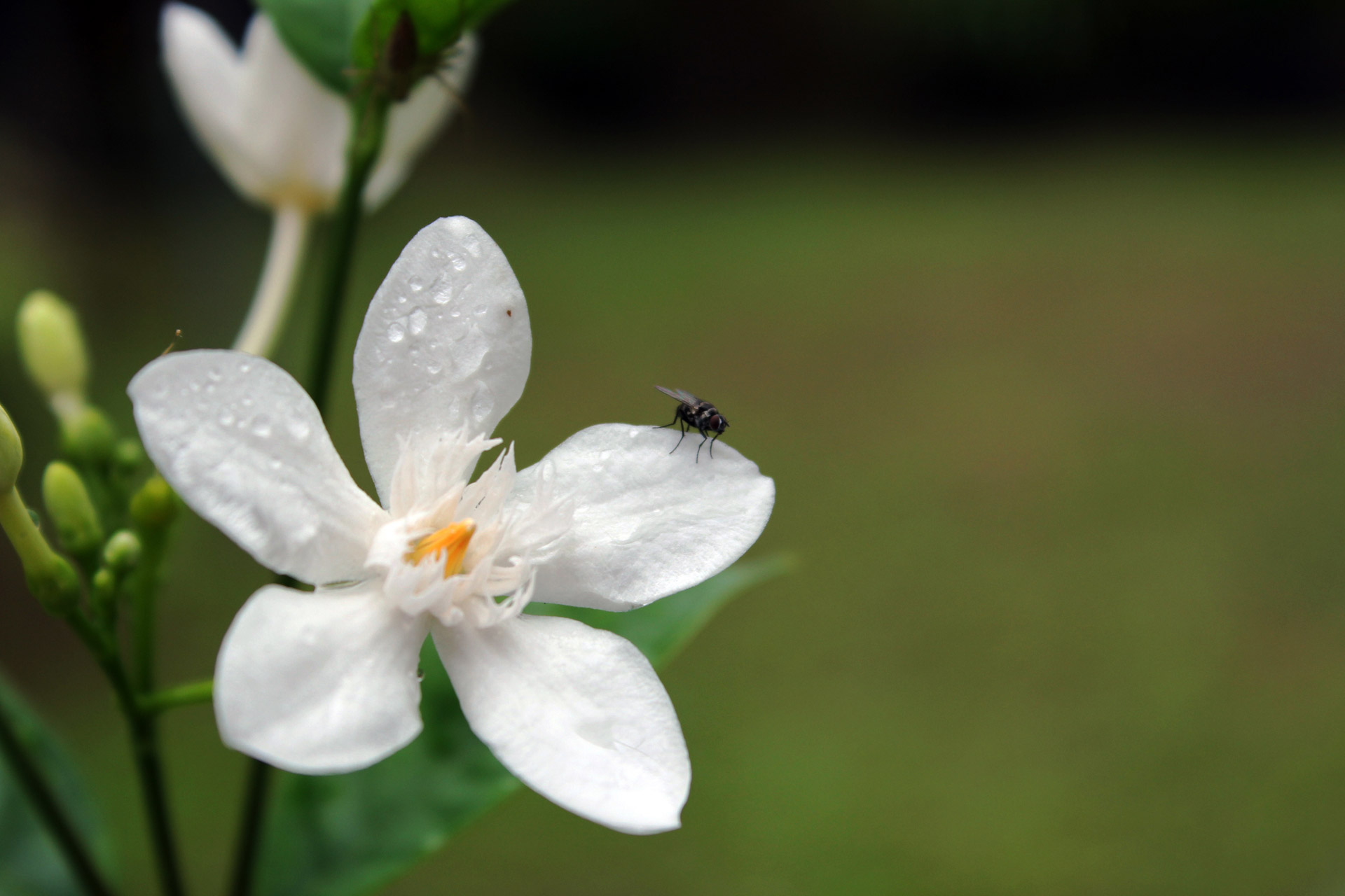 flowers fly white flower free photo