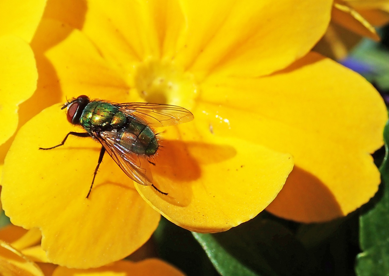 fly insect  flower  primrose free photo