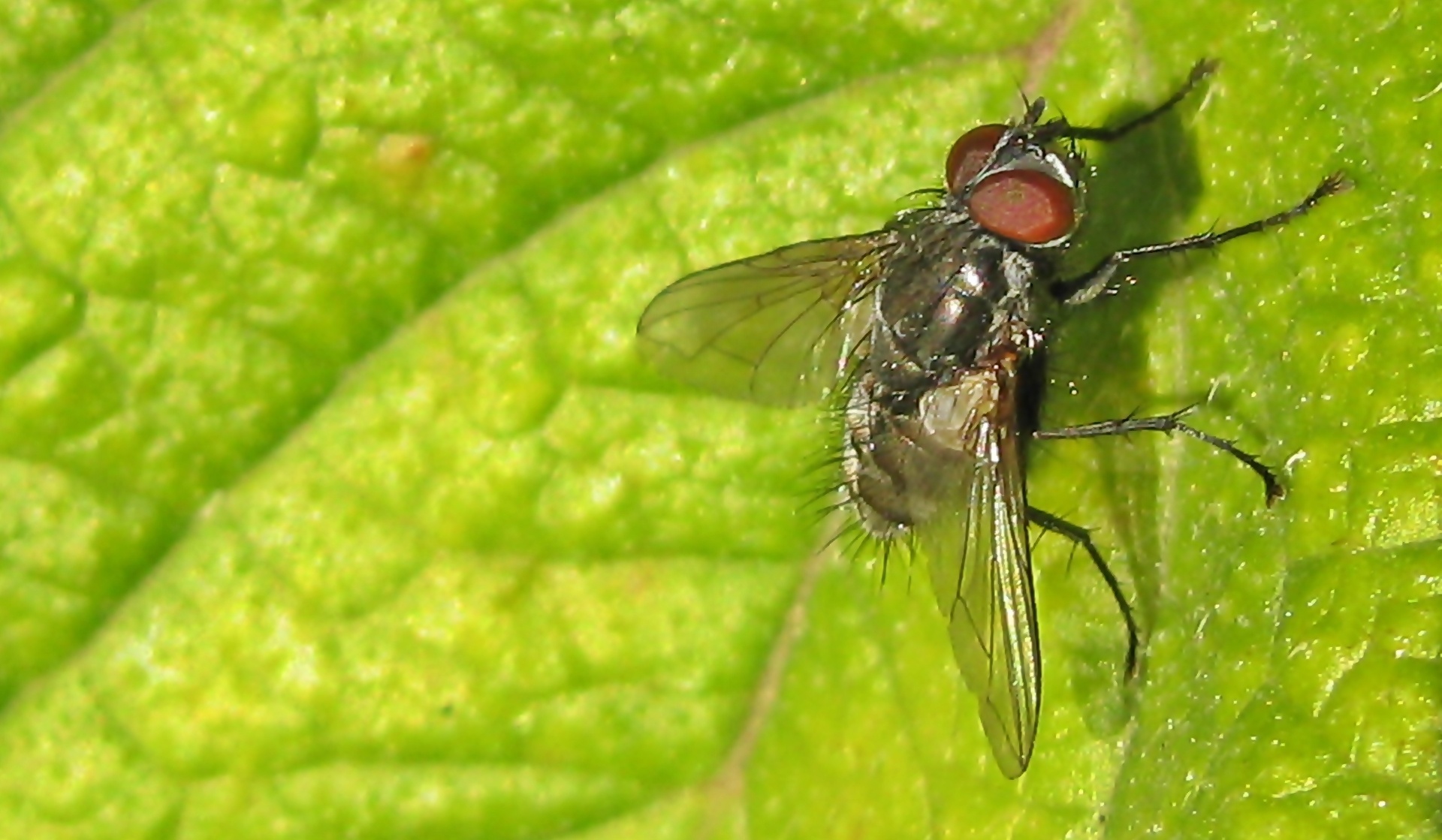 fly black hairy free photo