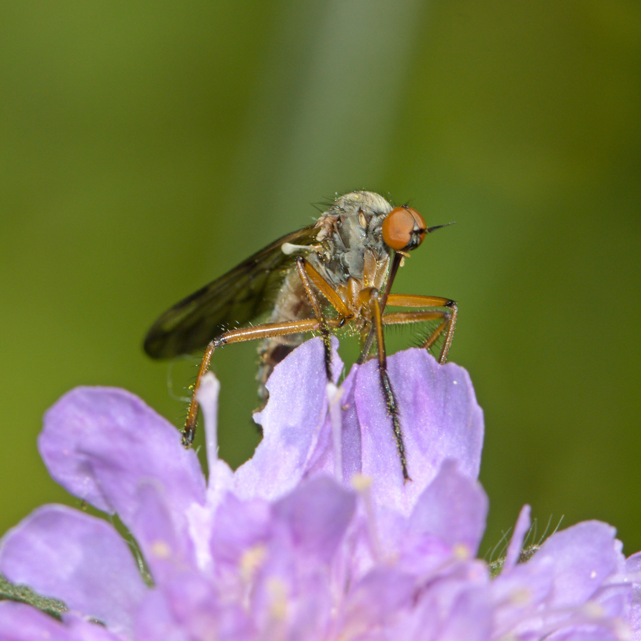 fly rose rest free photo