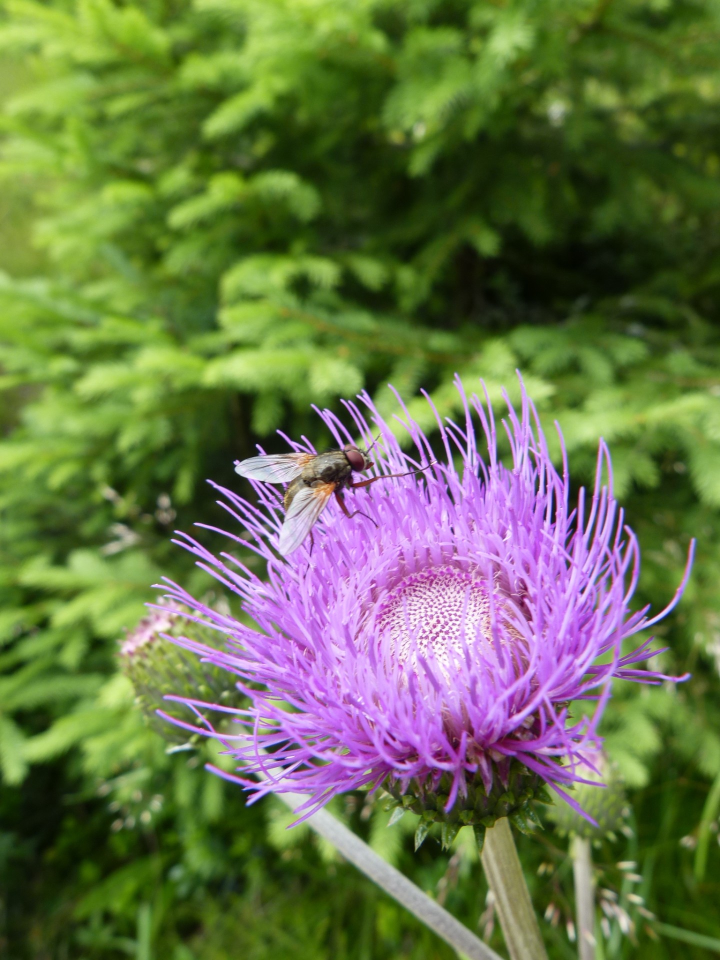 fly thistle violet free photo