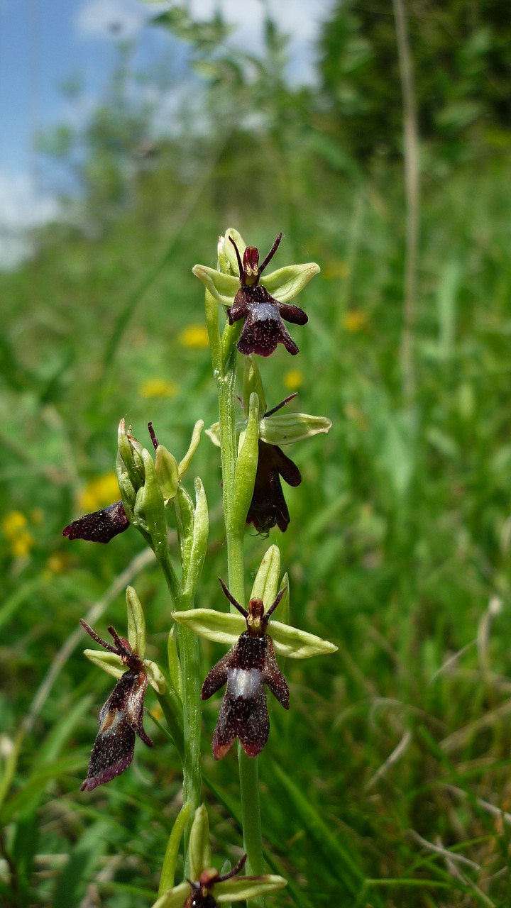 fly orchid insects orchid german free photo
