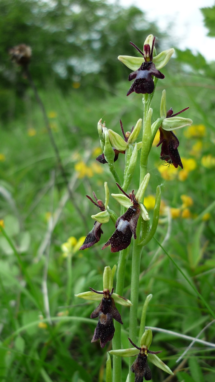 fly orchid german orchid insects orchid free photo