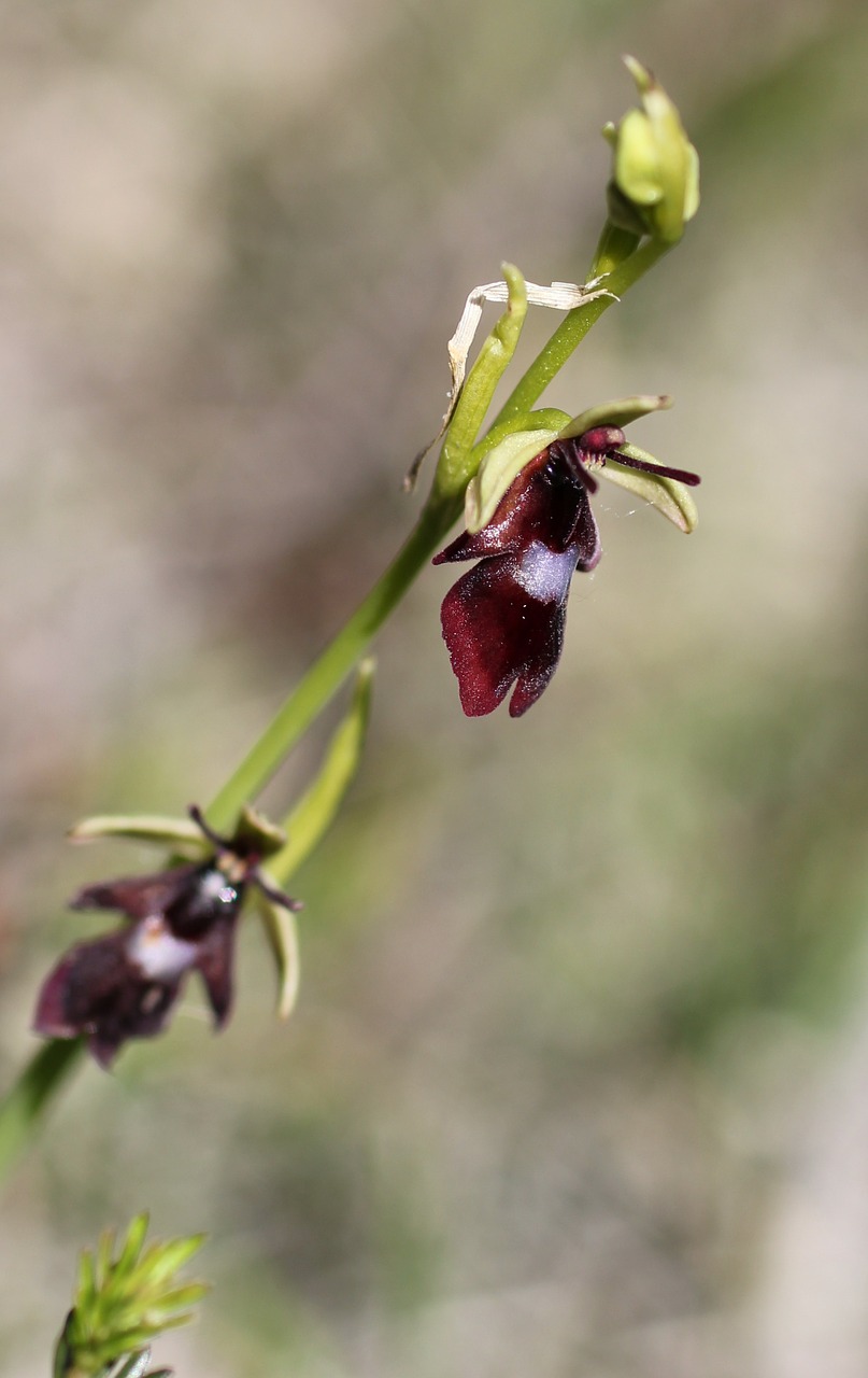 fly orchid orchid wild flower free photo
