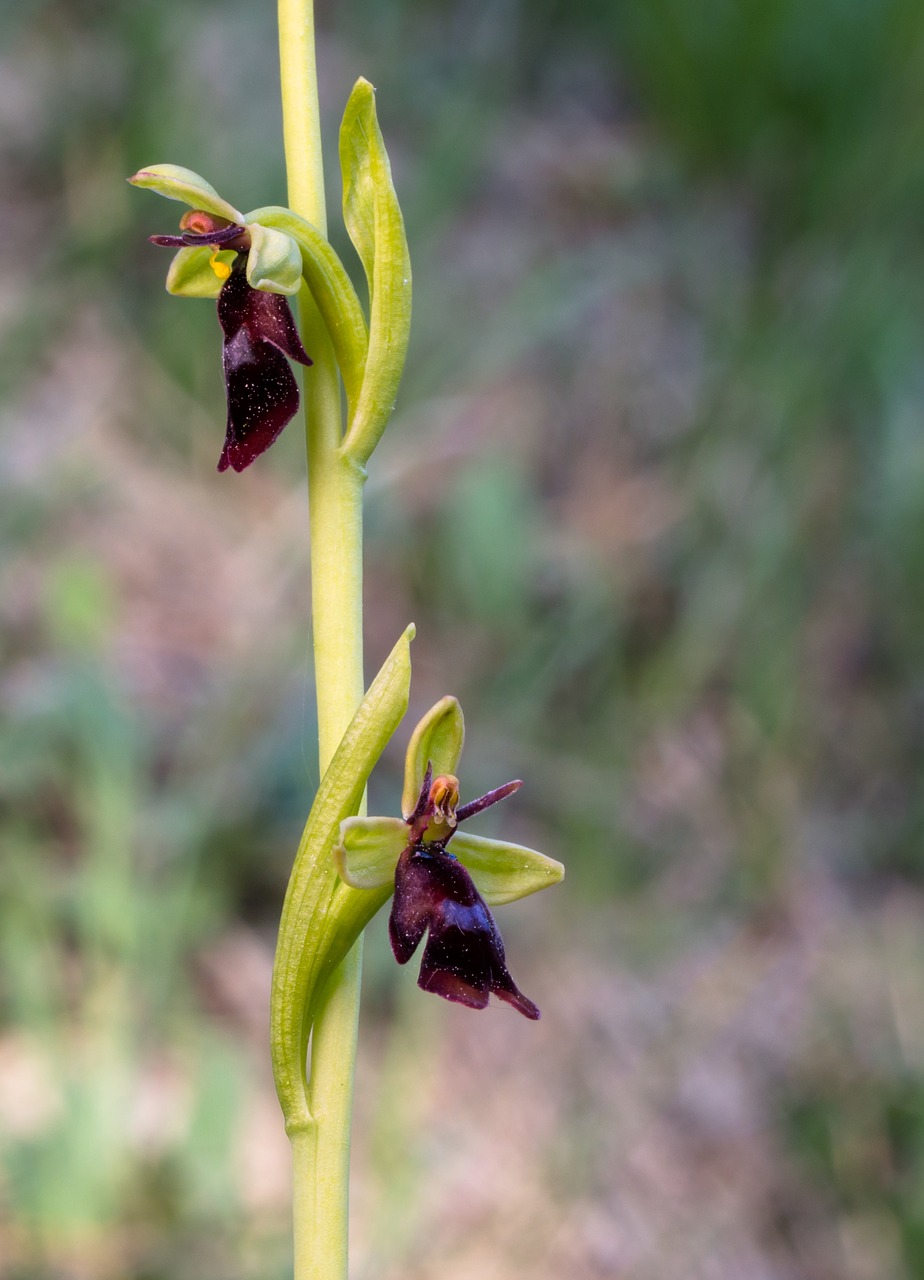 fly orchid  wildform  orchid free photo