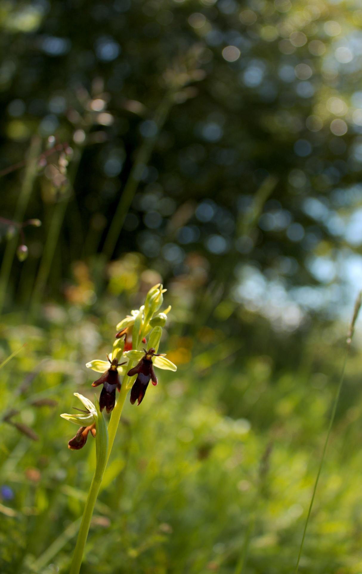 fly orchid wild flower flower meadow free photo