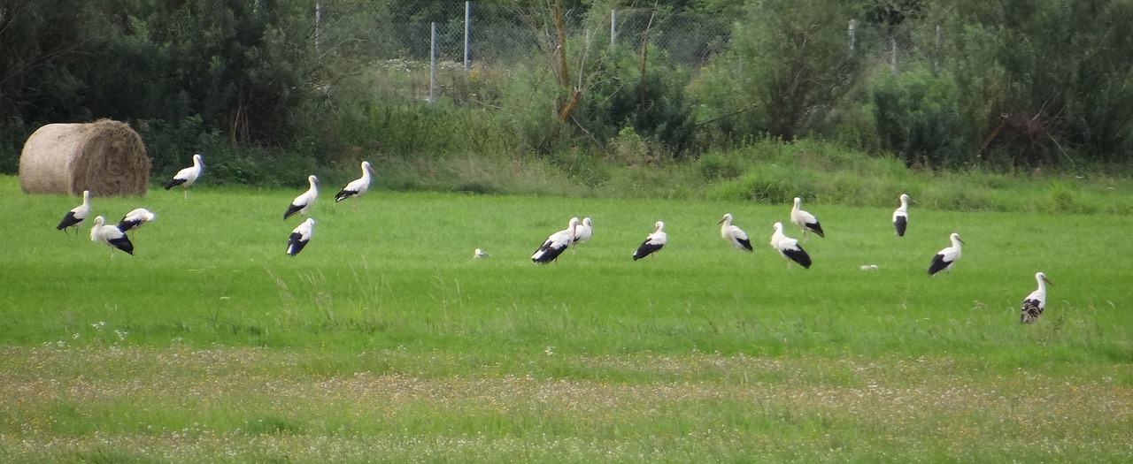 fly out storks diet free photo