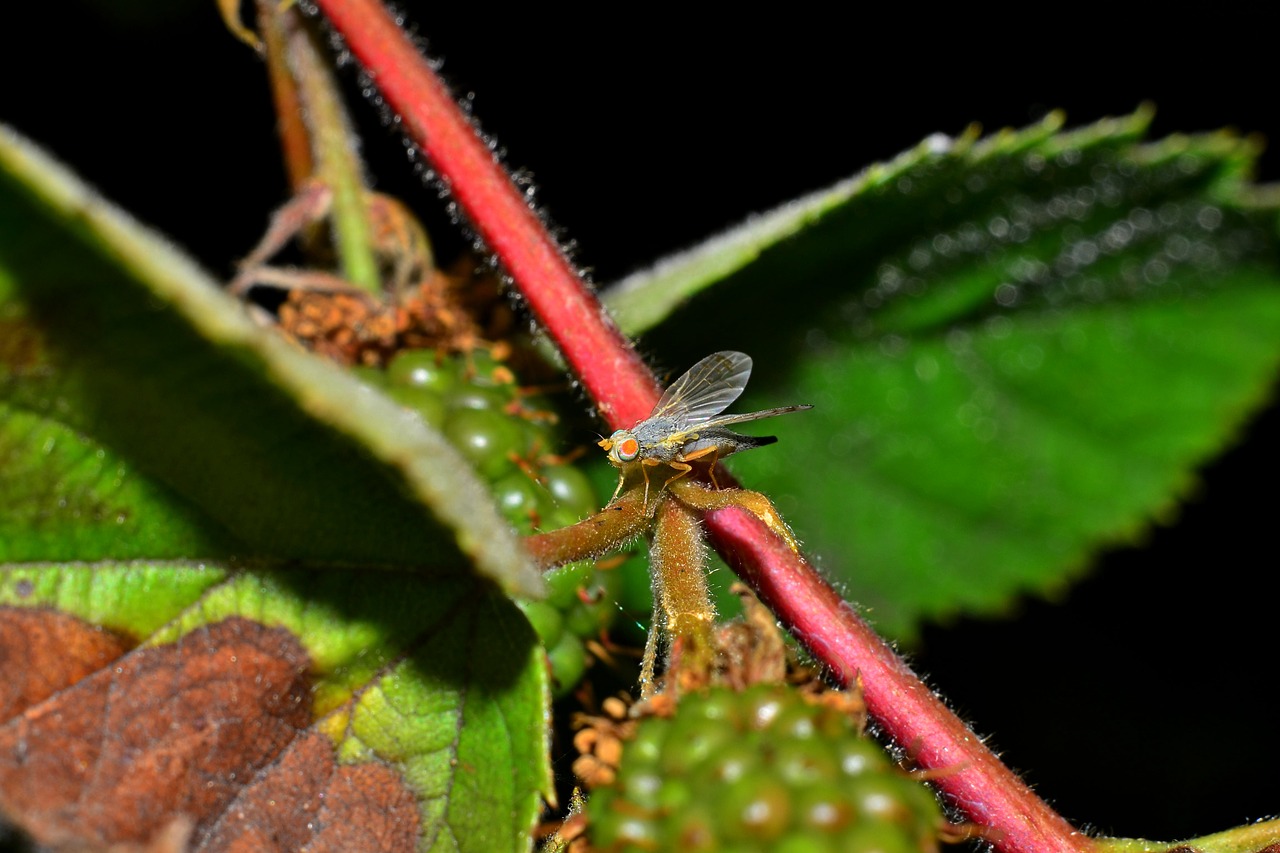 fly the largest raspberry rot gallica pests free photo