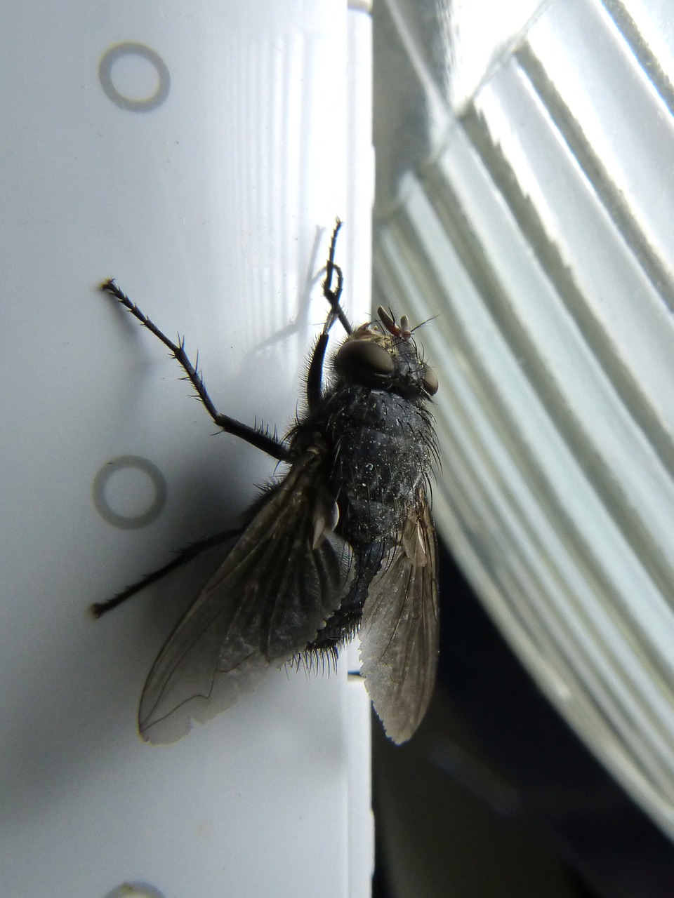 fly shaggy botfly nuisance free photo