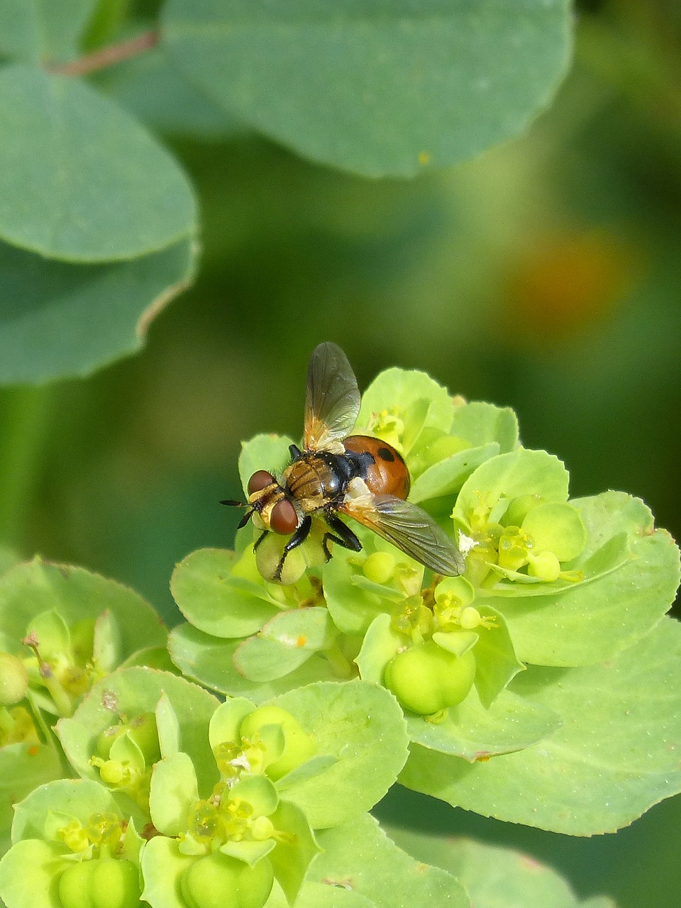 fly yellow  strange insect  nature free photo