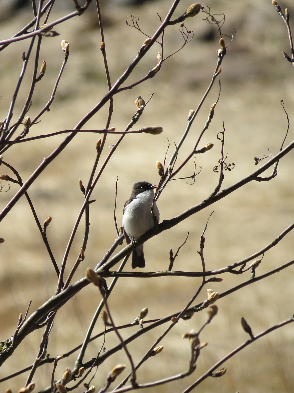 flycatcher branches tree free photo