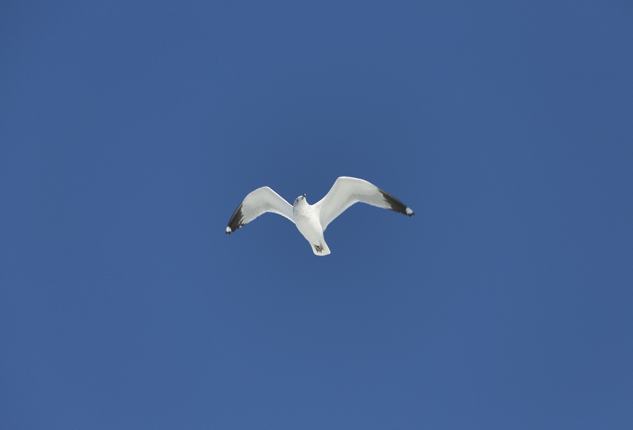 flying sea gull nature free photo