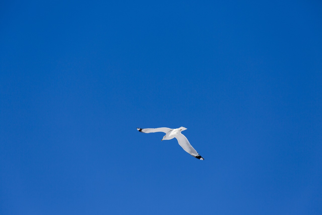 flying sea gull nature free photo