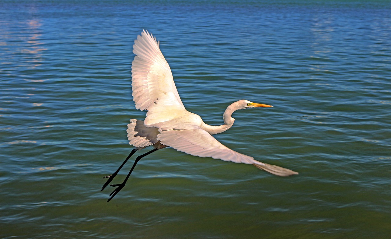 flying bird great egret free photo