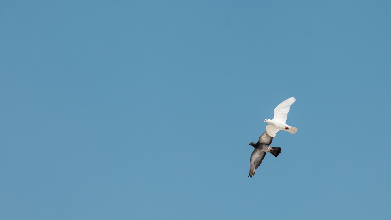 flying birds in free photo