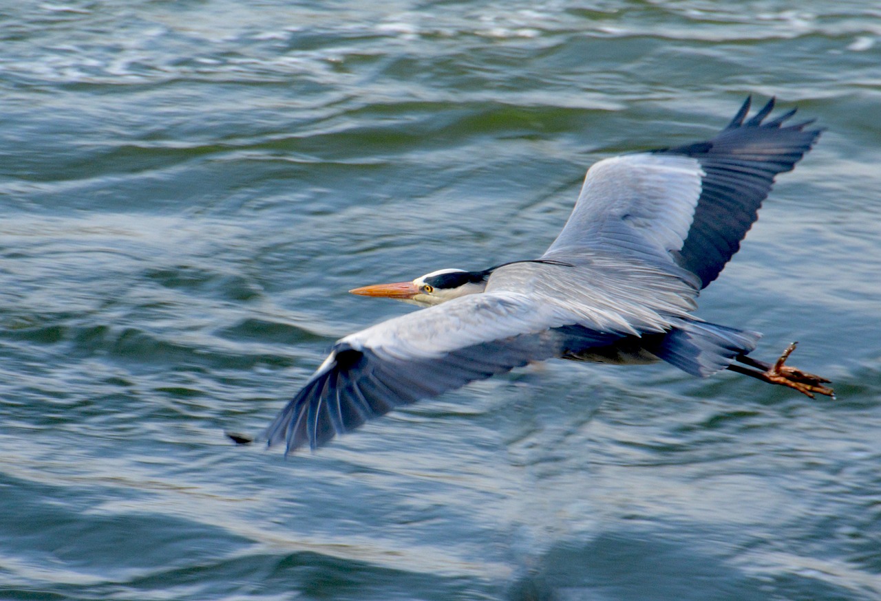 flying stork heron free photo