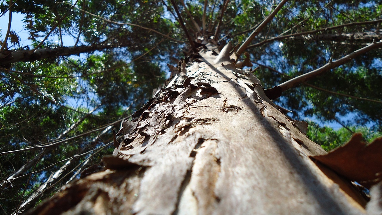 flying nature green free photo